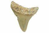 Juvenile Megalodon Tooth - North Carolina #354532-1